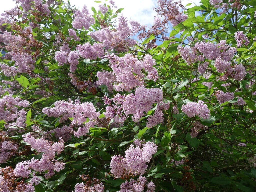 Juunikuu sirelid